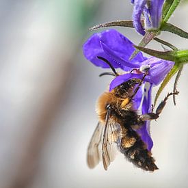 Close-up of a bee on a flower by Patricia Hofmeester