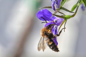 Makroaufnahme einer Biene auf einer Blume