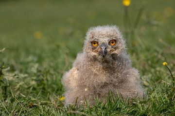 Poussin d'aigle de Sibérie dans l'herbe
