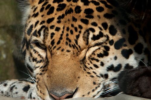 Amoerpanter geeft knipoog.