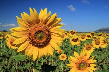 The Sunflowers von Cornelis (Cees) Cornelissen
