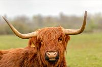 Hooglander portret