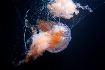 Egg yolk jellyfish zoo Loro Parque Tenerife by David van der Kloos