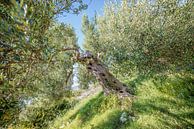 Olivenbaum in einem Olivenhain in Griechenland von Ellis Peeters Miniaturansicht