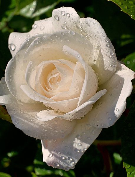 Witte roos met regendruppels van Mariska de Jonge