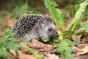 jonge egel (Erinaceus europaeus) in de herfst op zoek naar voedsel in de natuurlijke omgeving, gesel
