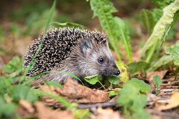 Junger Igel (Erinaceus europaeus) im Herbst auf Nahrungssuche im natürlichen Lebensraum, ausgewählte