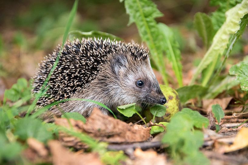 young hedgehog (Erinaceus europaeus) in autumn looking for food in the natural habitat, selected foc by Maren Winter