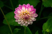 Dahlia with intense colours