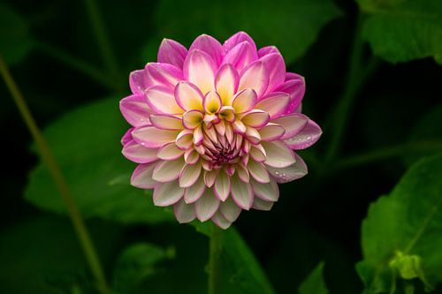 Dahlia met intense kleuren