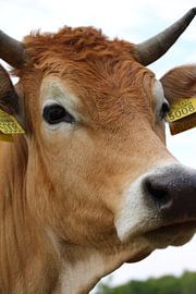 Koe by Marieke van Milligen