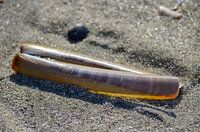 Shell on the beach