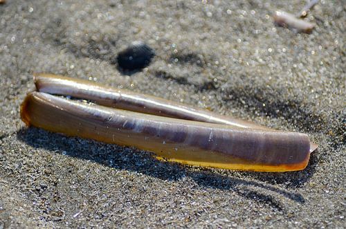 Schelp op het strand