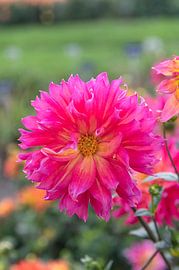 Dahlie 'Carmen' von Richard Wareham