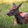Liegende Hirschkuh im Gras von Sauerland-Fotos by Robin Deimel