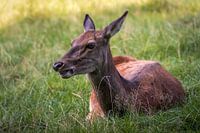 Liggend achter in het gras