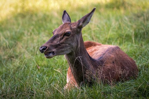Liggend achter in het gras