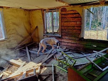 Grand danois in verlaten hut