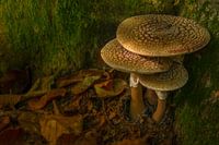 Mouche brune agarique