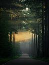 Sun harps in the Speulder forest by Rob Sprenger thumbnail