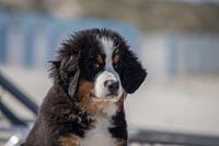 Mignon Chiot Chien Bouvier Bernois puppy sur la plage