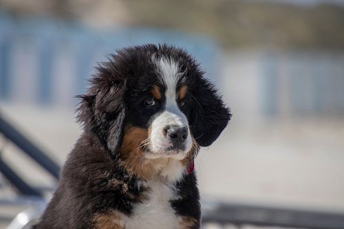 Cute Bernese Mountain Dog puppy on the beach