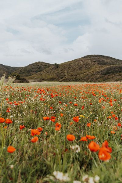poppies | wildflowers | flower field in Portugal by Iris van Tricht