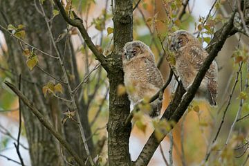 Tawny Owl / Owls ( Strix aluco ), young fledglings, moulting adolescents, perched high up in a tree, van wunderbare Erde