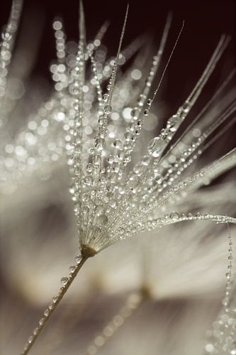 Gorgeous droplets on a fluff of a (Dandelion) fluff ball by Marjolijn van den Berg