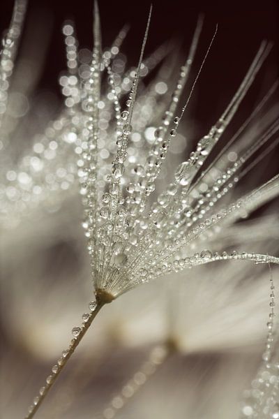 Gorgeous droplets on a fluff of a (Dandelion) fluff ball by Marjolijn van den Berg
