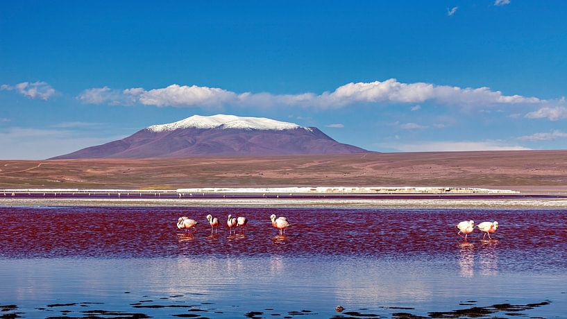 The flamingos of Laguna Colorada by Roland Brack