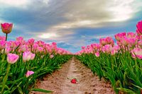 Tulips Flevoland, The Netherlands