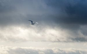 Möwe