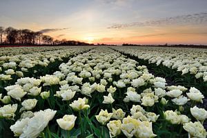 Weiße Tulpen bei Sonnenuntergang von John Leeninga