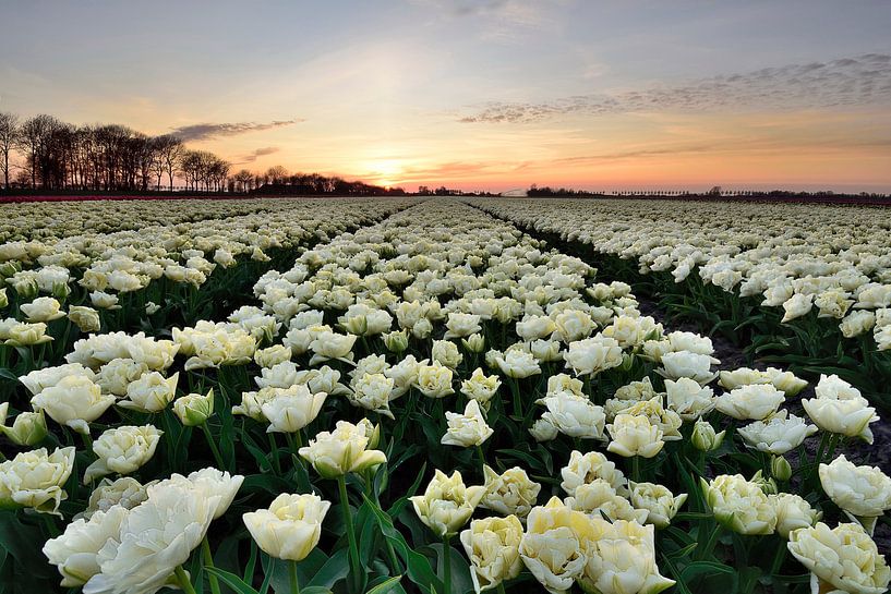White tulips at sunset by John Leeninga