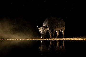Buffalo in the night with stars by Andius Teijgeler