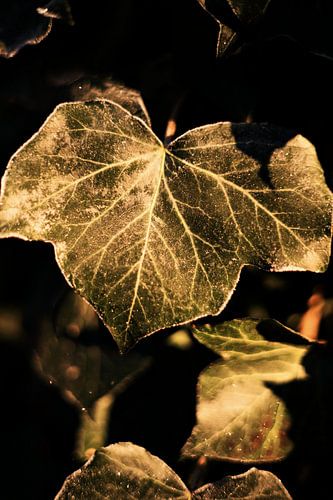 Verträumtes Blatt im Frost von Lonneke te Kloese