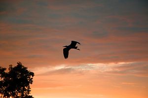 Reiger bij zonsondergang