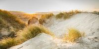 North Sea Dunes