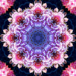 Fleur gelée, mandala