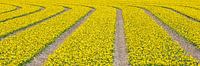 lijnenspel van gele bloemen in panorama van eric van der eijk thumbnail