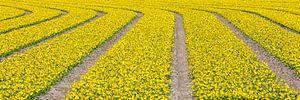 Linien von gelben Blumen im Panorama