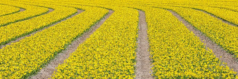 lijnenspel van gele bloemen in panorama van eric van der eijk