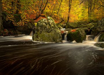 Volop herfst aan de rivier de La Hoegne in de Hoge Venen in de Ardennen. van Jos Pannekoek