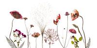Veldbloemen gedroogd rood