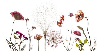 Field flowers dried red