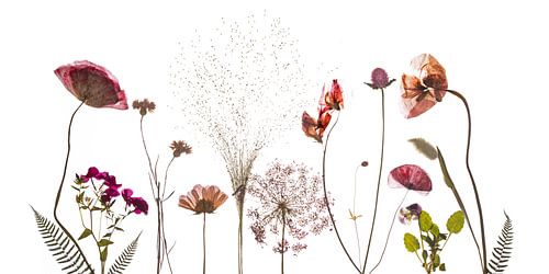 Field flowers dried red