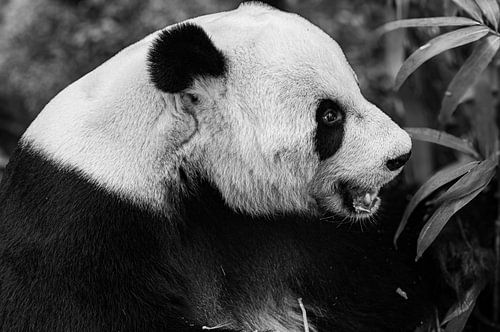 Portrait of the Giant Panda – Black and White Close-up