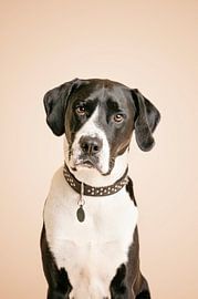 Deutscher hundeähnlicher Mischling, schwarz-weißer Hund, Portrait / im Studio mit beige als Hintergrundfarbe von Elisabeth Vandepapeliere