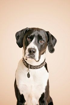 Deutscher hundeähnlicher Mischling, schwarz-weißer Hund, Portrait / im Studio mit beige als Hintergrundfarbe